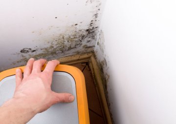 Plíseň v domácnosti: Jak se jí zbavit a jak jí předcházet?